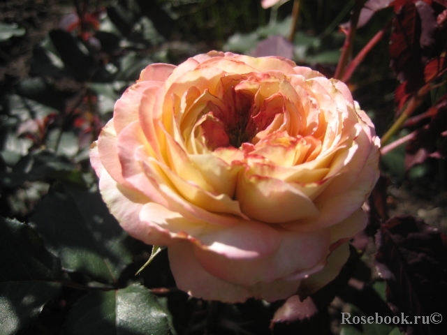 Jardins a Fleur D`eau