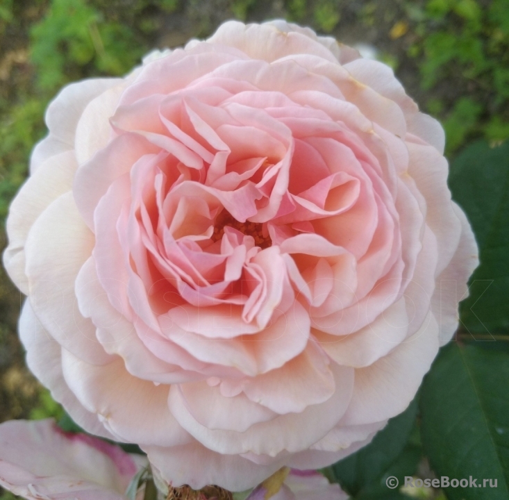 A Shropshire Lad