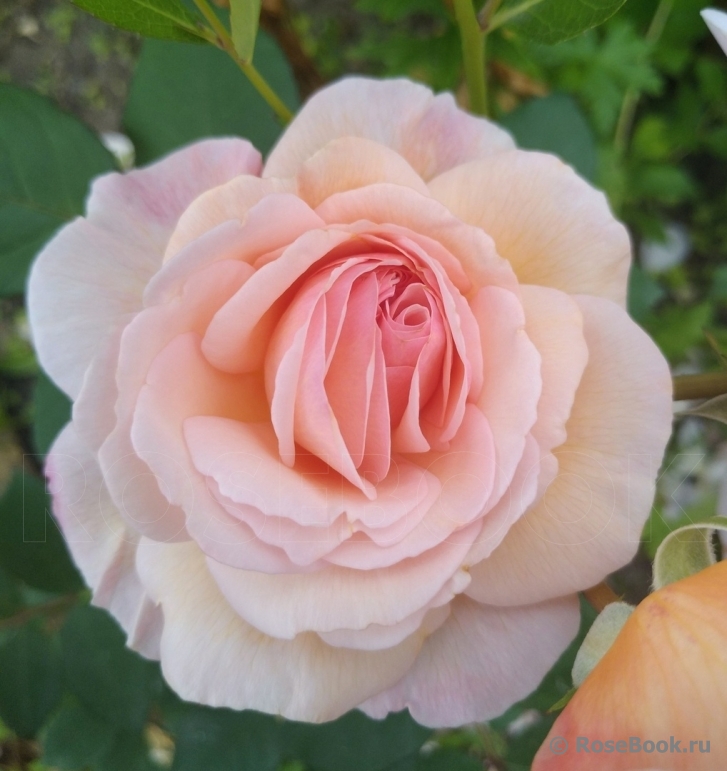 A Shropshire Lad