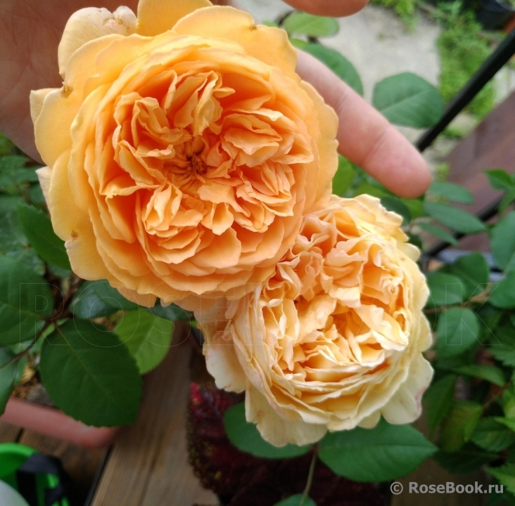 Crown Princess Margareta®