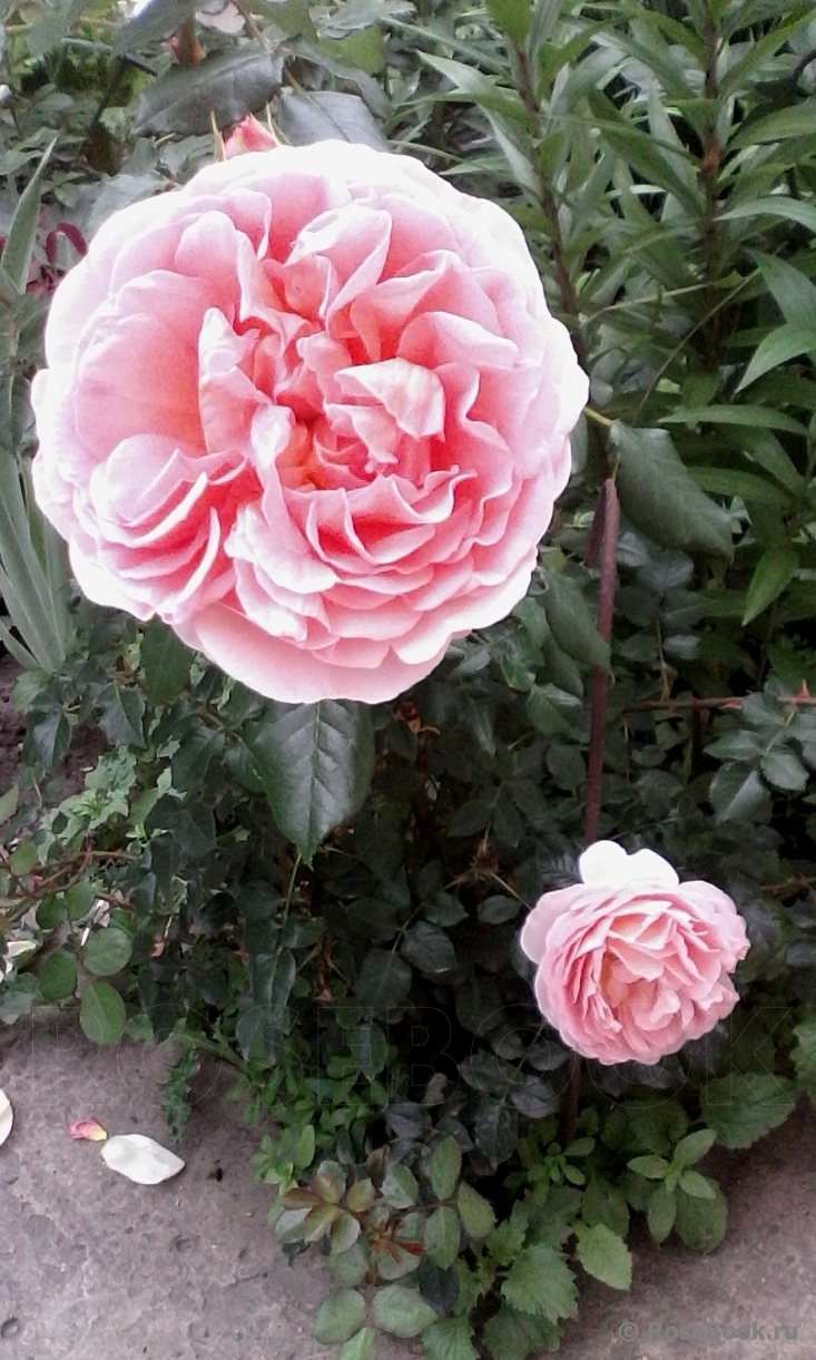 Abraham Darby