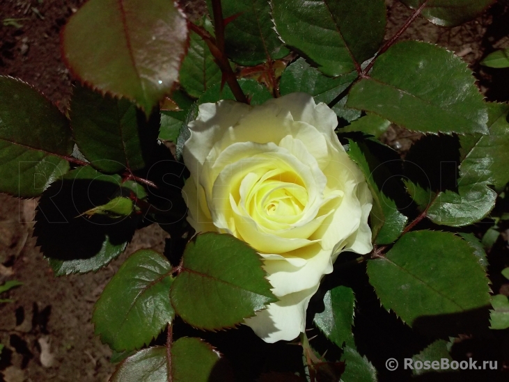 White Licorice