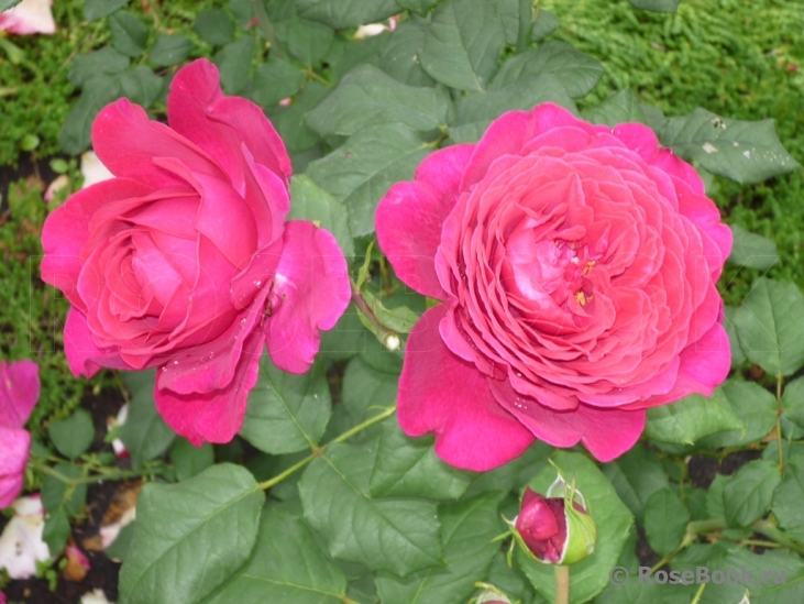 Johann Wolfgang von Goethe Rose®