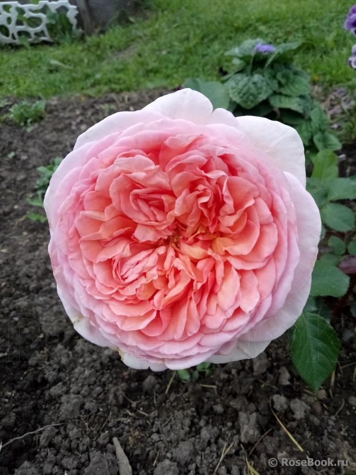 Abraham Darby