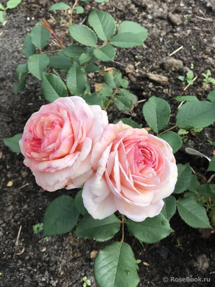 A Shropshire Lad