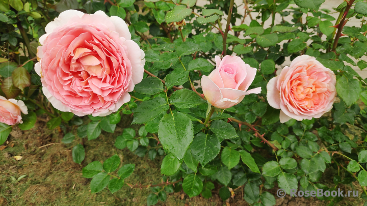 Abraham Darby