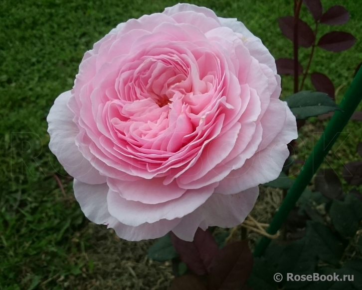 A Shropshire Lad