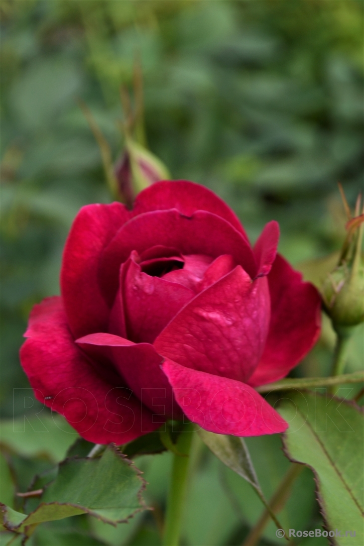 Darcey Bussell 