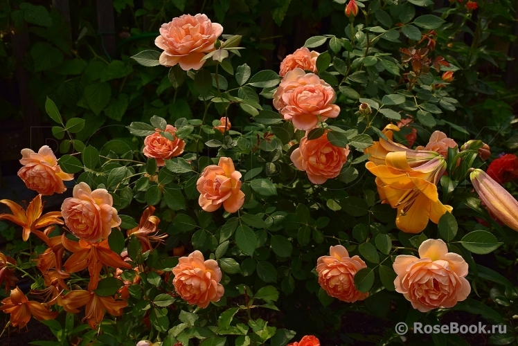 Lady of Shalott 