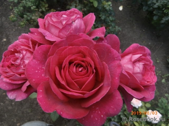 Johann Wolfgang von Goethe Rose®