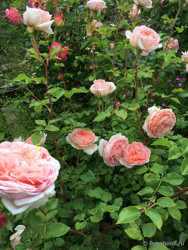 A Shropshire Lad