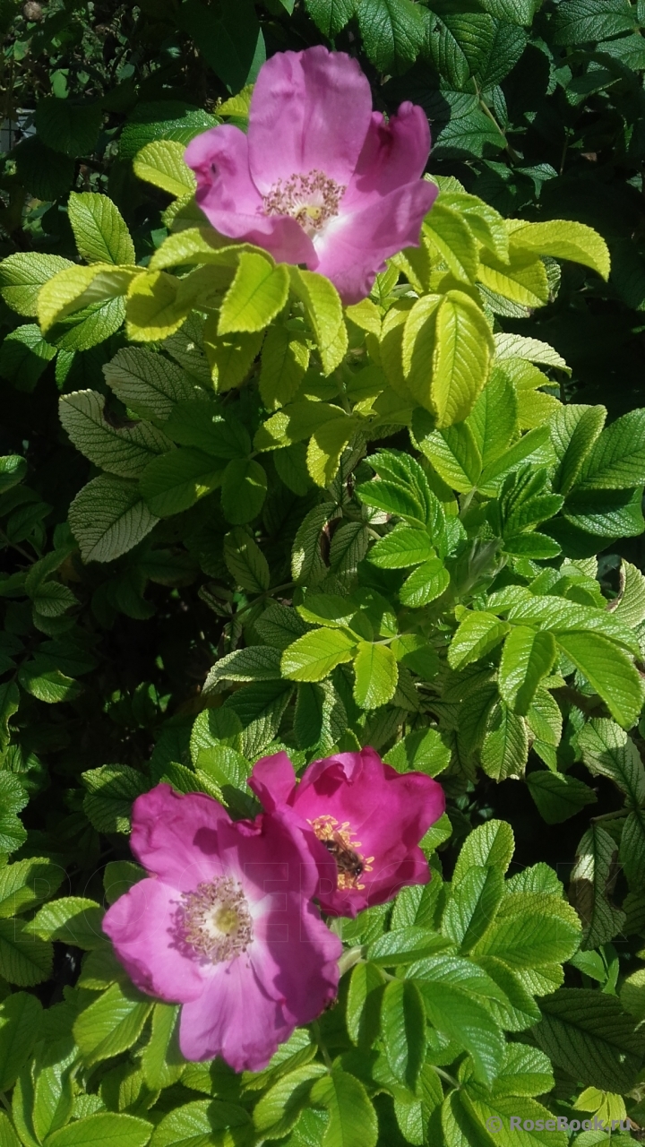 Rosa rugosa rubra