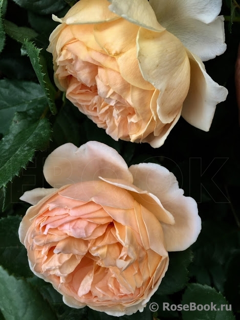 Crown Princess Margareta®