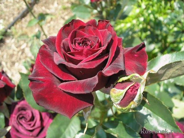 Black Baccara