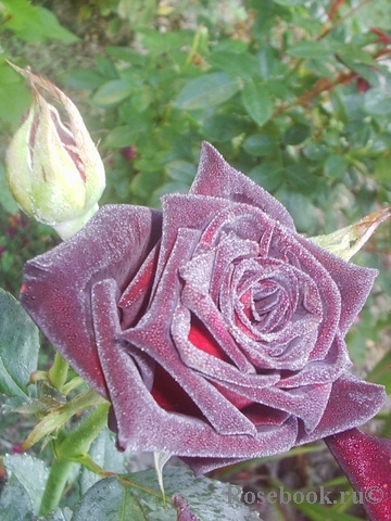 Black Baccara