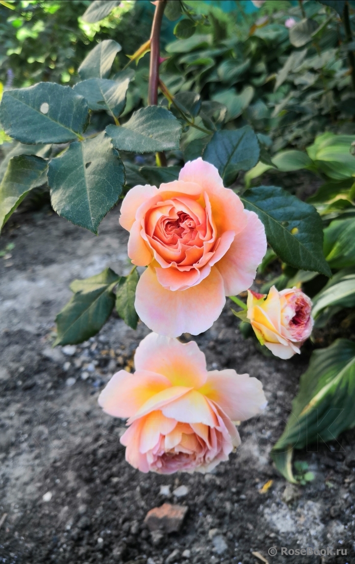 Abraham Darby