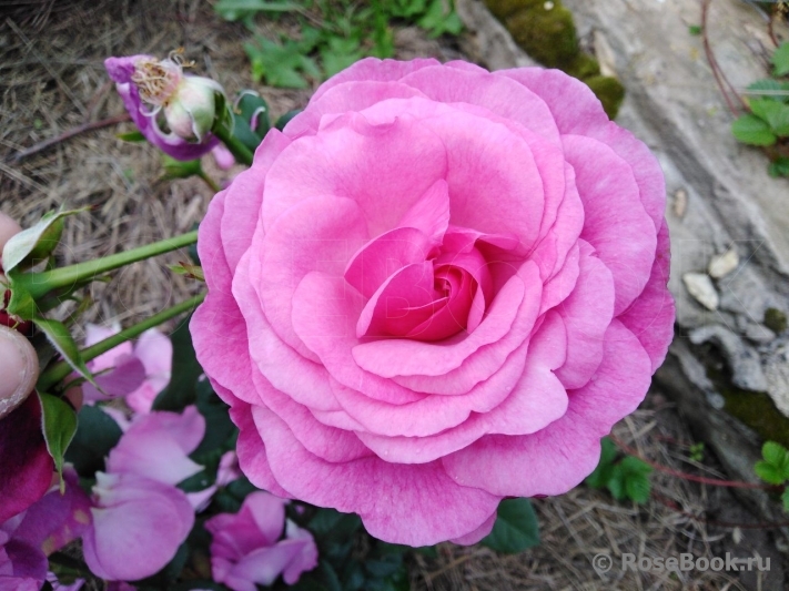 Kaffe Fassett Rose