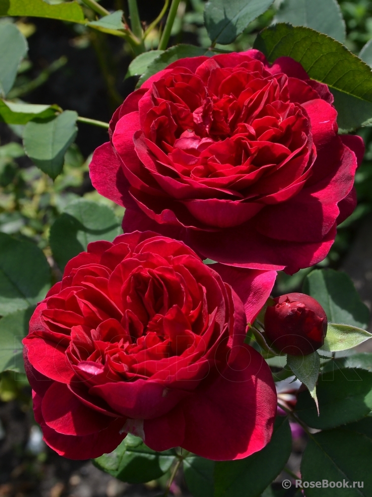 Darcey Bussell 