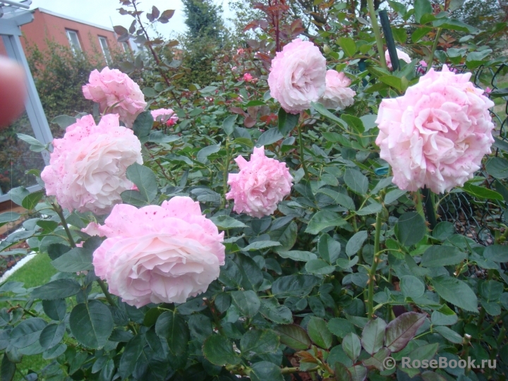 Kordes' Rosenfaszination ®