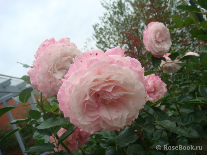 Kordes' Rosenfaszination ®