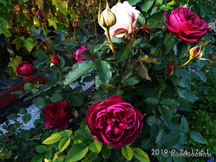 Darcey Bussell 