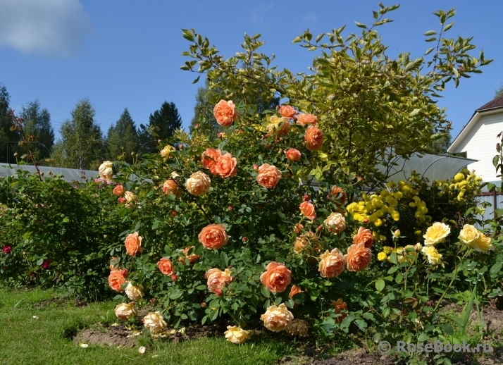 Lady of Shalott 