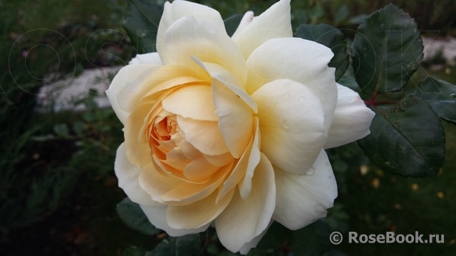 Crocus Rose® 