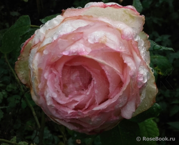 La Rose Optimiste