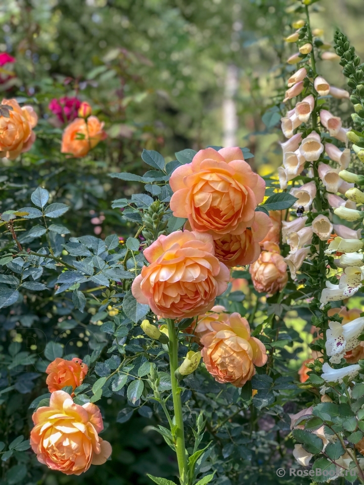 Lady of Shalott 