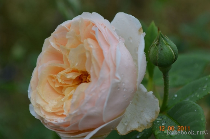 A Shropshire Lad