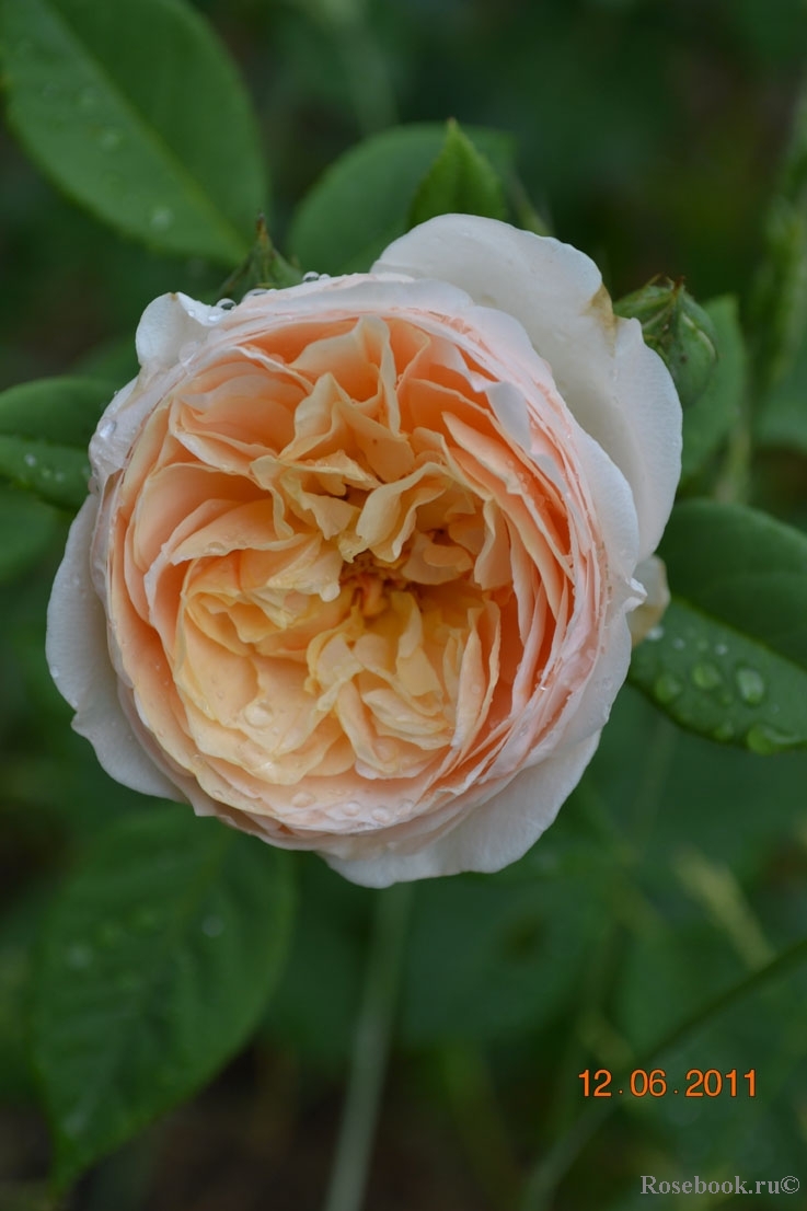 A Shropshire Lad