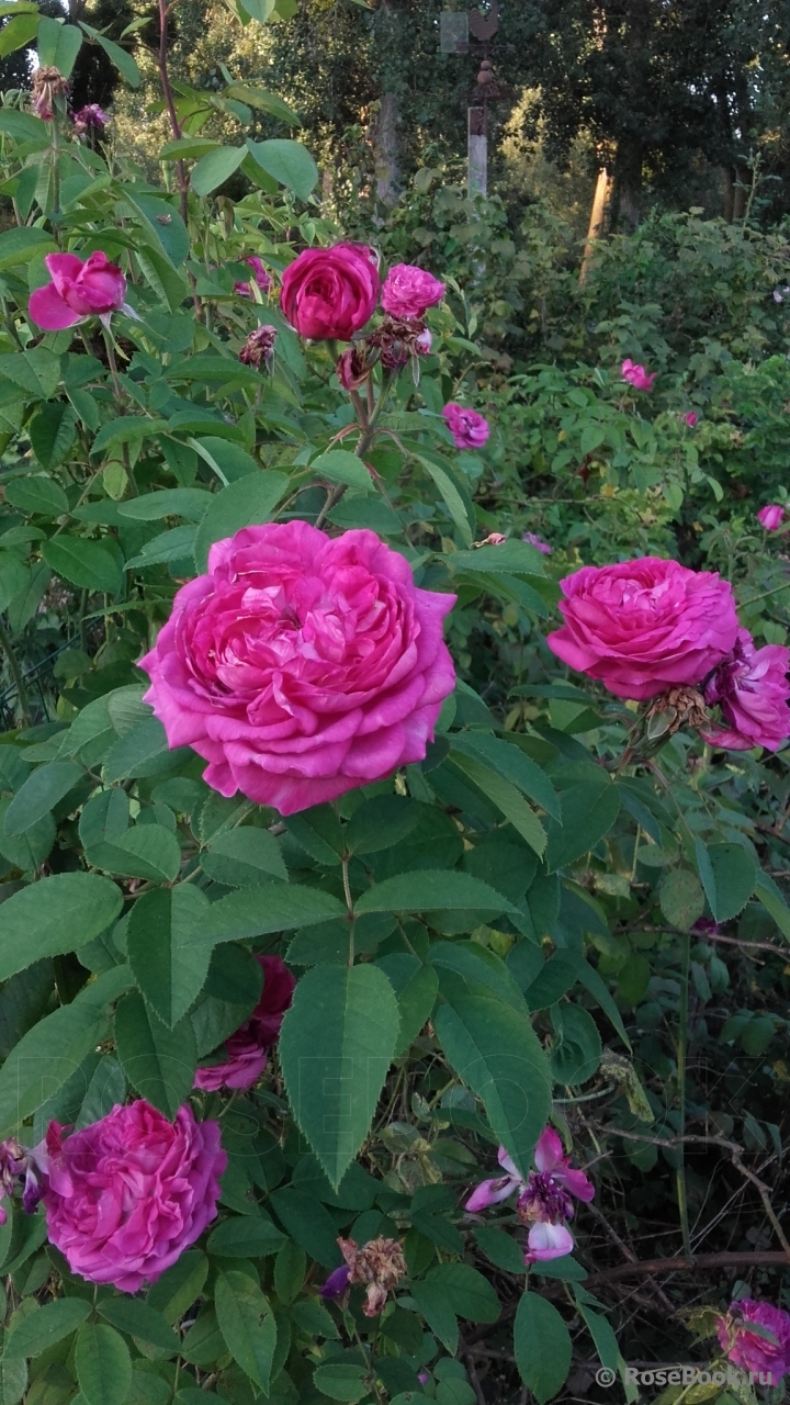 Reine des Violettes