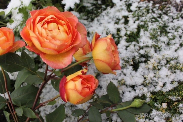 Lady of Shalott 