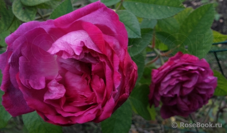 Reine des Violettes