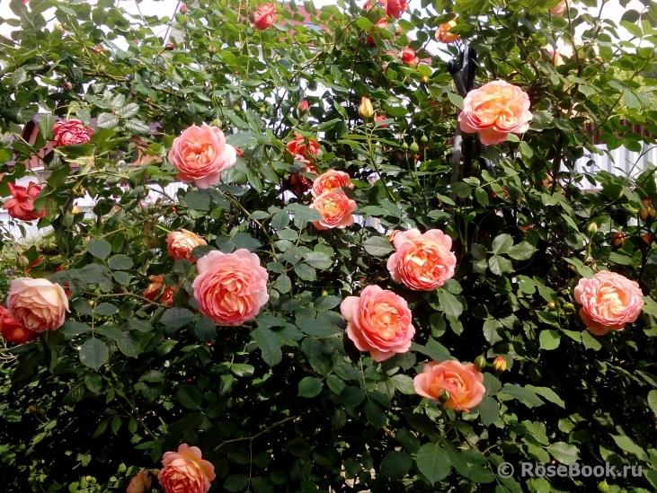 Lady of Shalott 