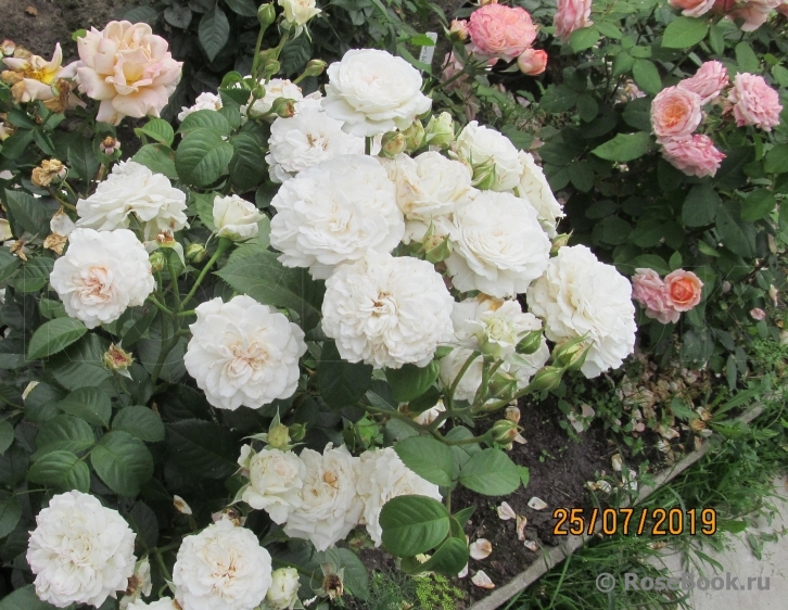 Great North Eastern Rose 