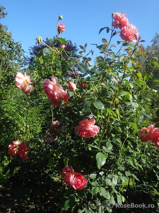 Pink Lady of Shalott