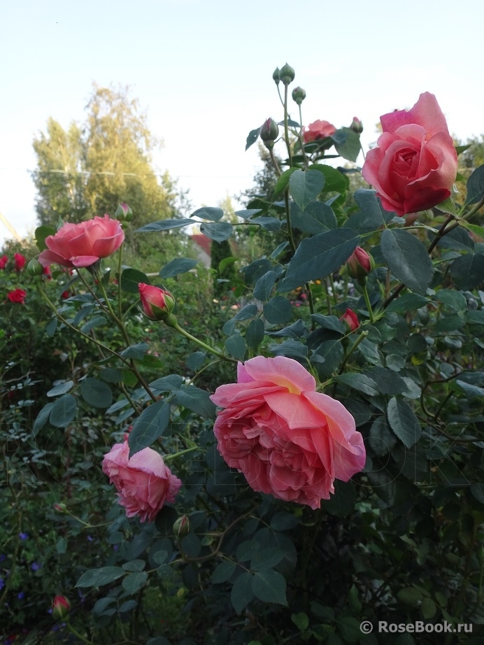 Pink Lady of Shalott