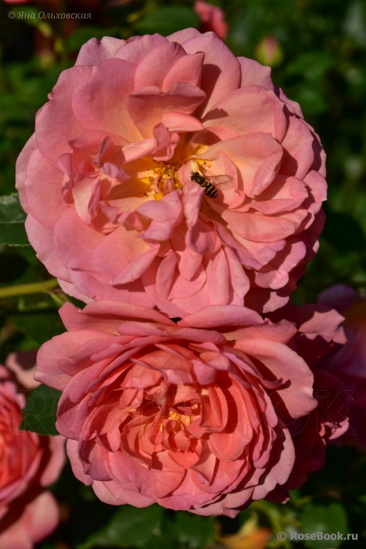 Pink Lady of Shalott