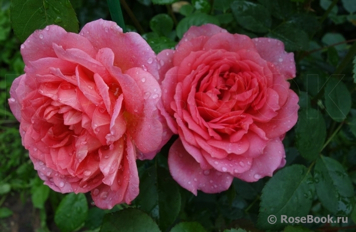 Pink Lady of Shalott