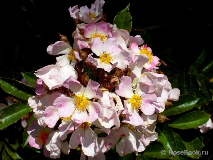 R. multiflora adenochaeta