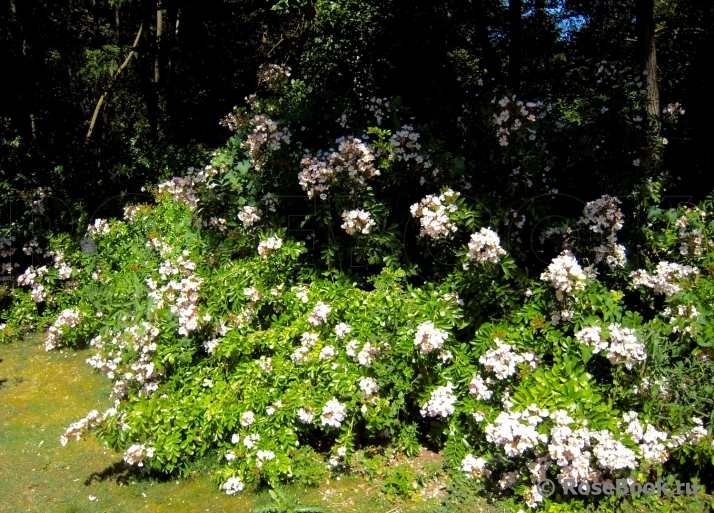 R. multiflora adenochaeta