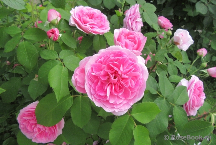 Gertrude Jekyll