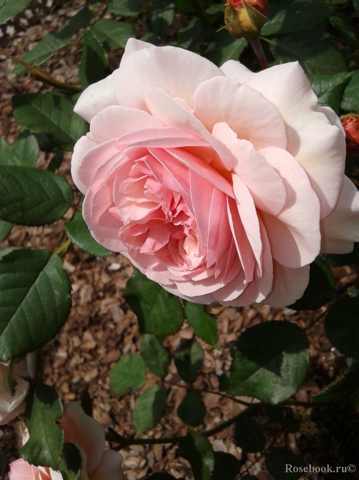 A Shropshire Lad