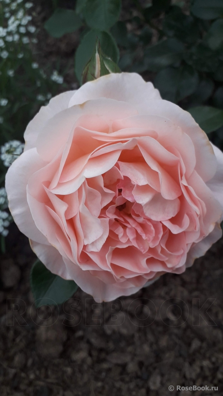 Abraham Darby