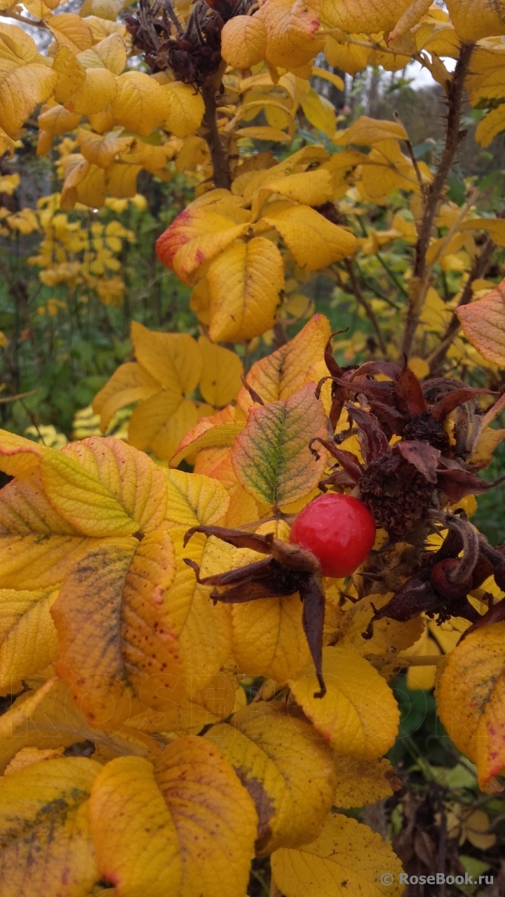 Rosa rugosa rubra