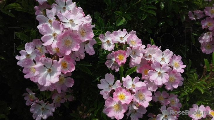 R. multiflora adenochaeta