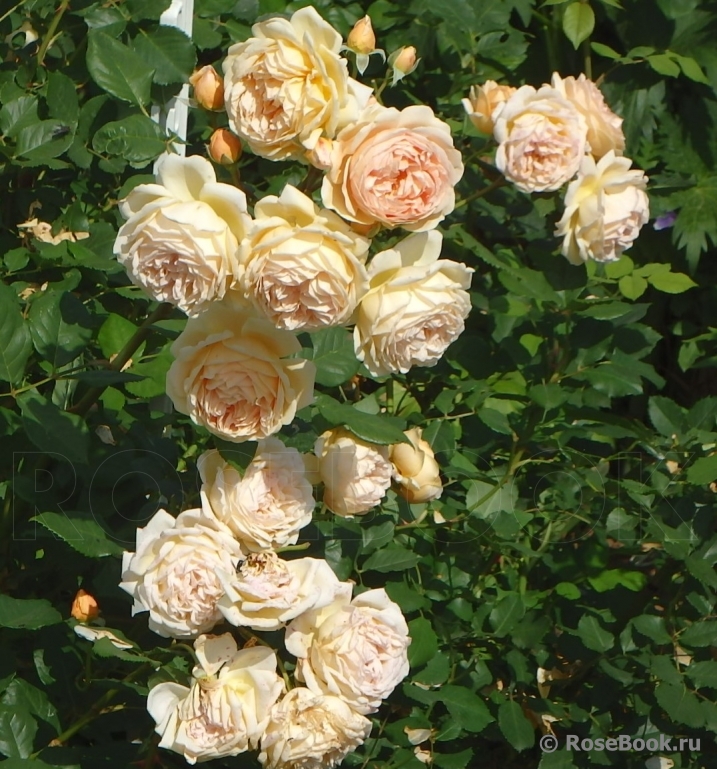 Crown Princess Margareta®