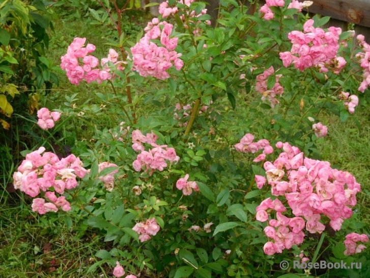 Heavenly Pink