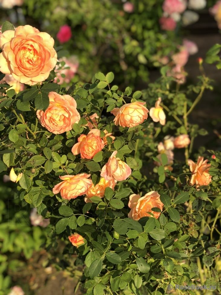 Lady of Shalott 